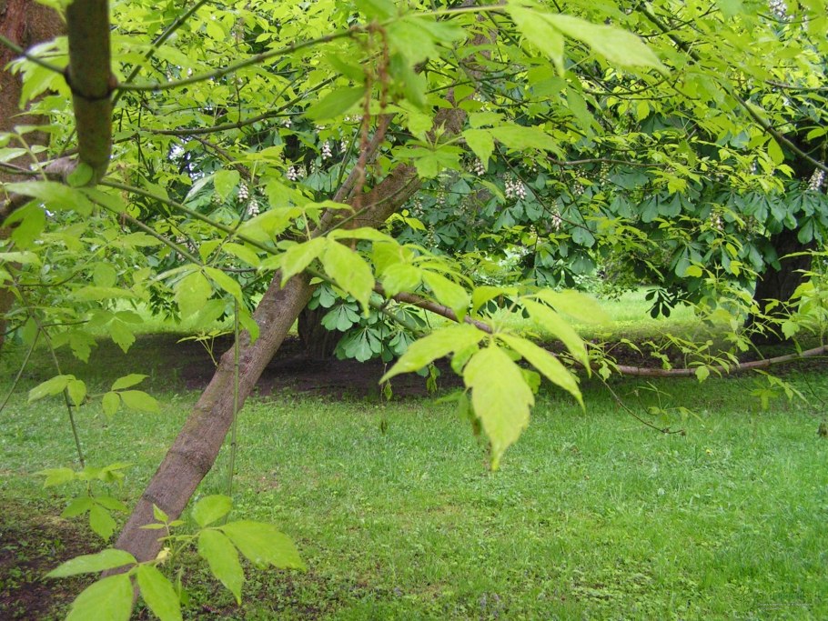 Клен американский ясенелистный