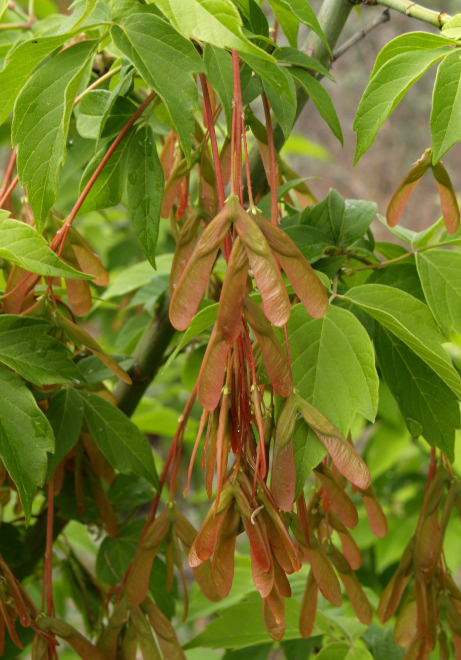 Клен ясенелистный Acer negundo Flamingo