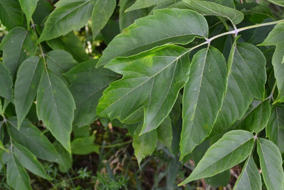 Клён ясенелистный Ácer negúndo