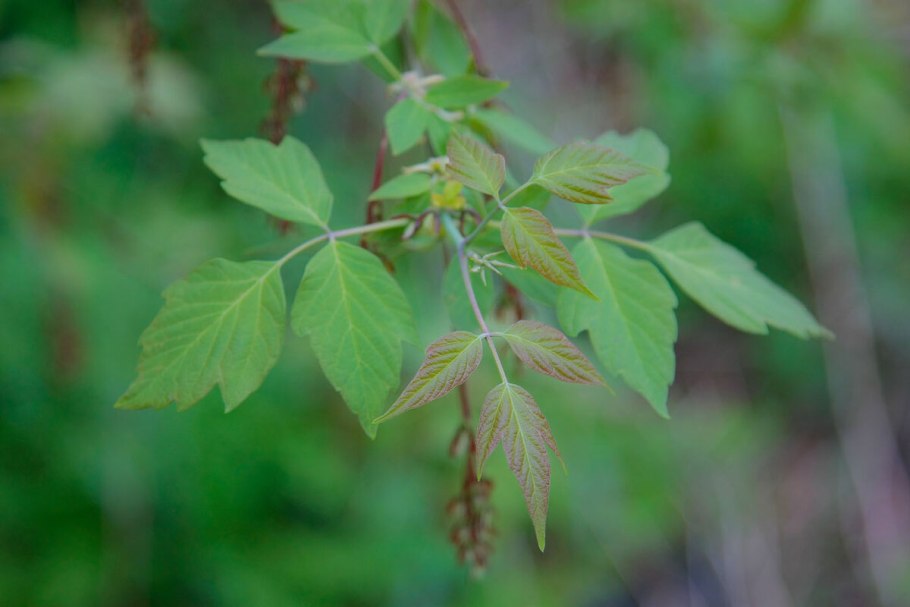 Клен ясенелистный