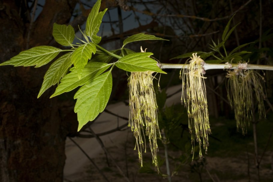 Клен ясенелистный сорняк