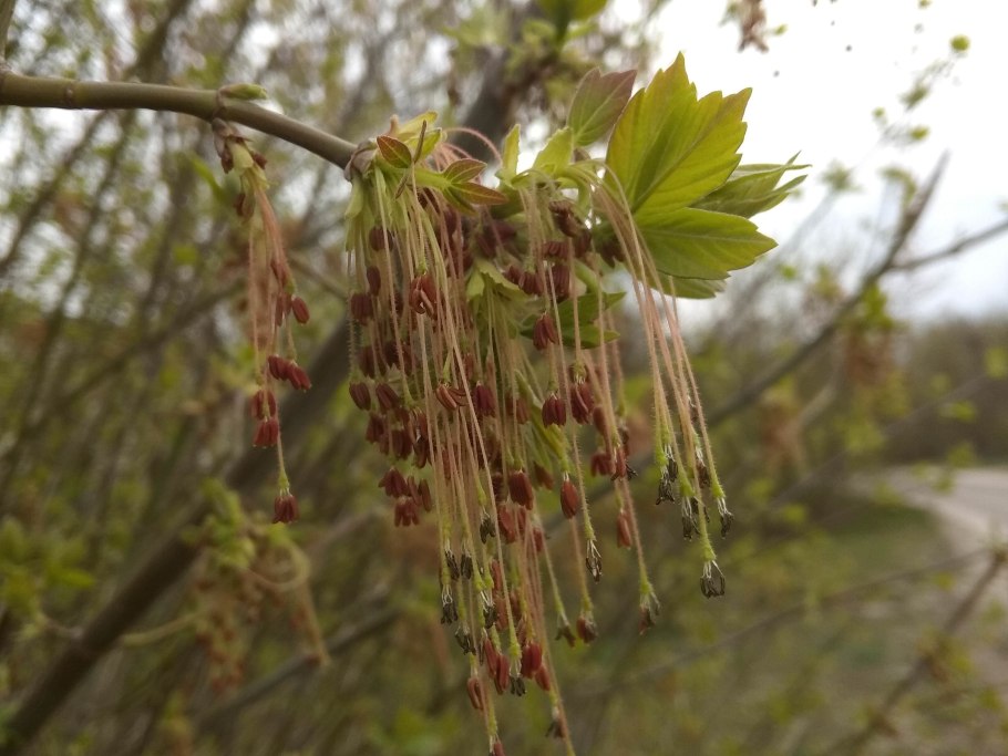 Клен американский ясенелистный