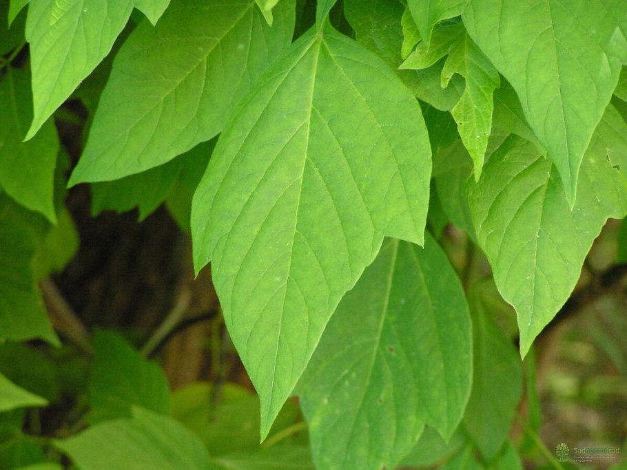 Клен американский ясенелистный