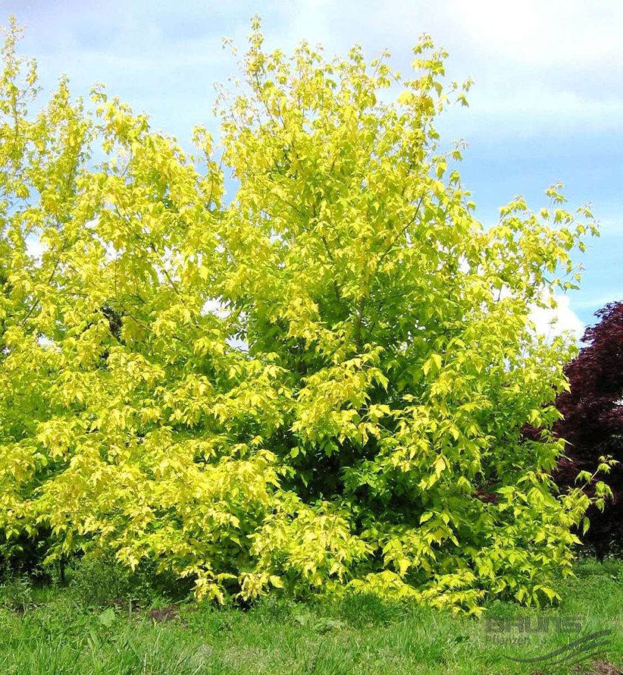 Клен ясенелистный лист