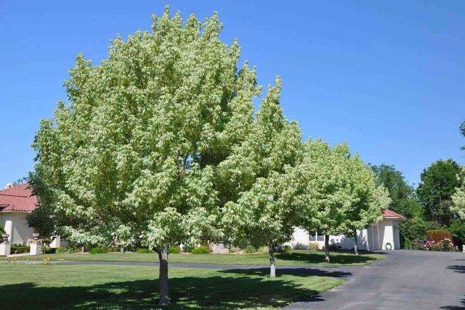 Клен ясенелистный