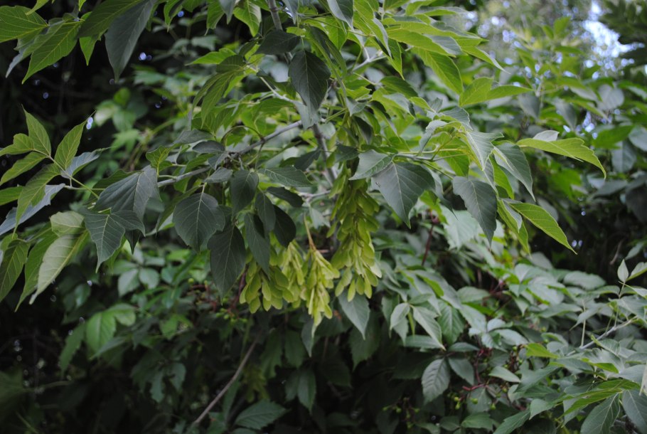 Клён ясенелистный Ácer negúndo