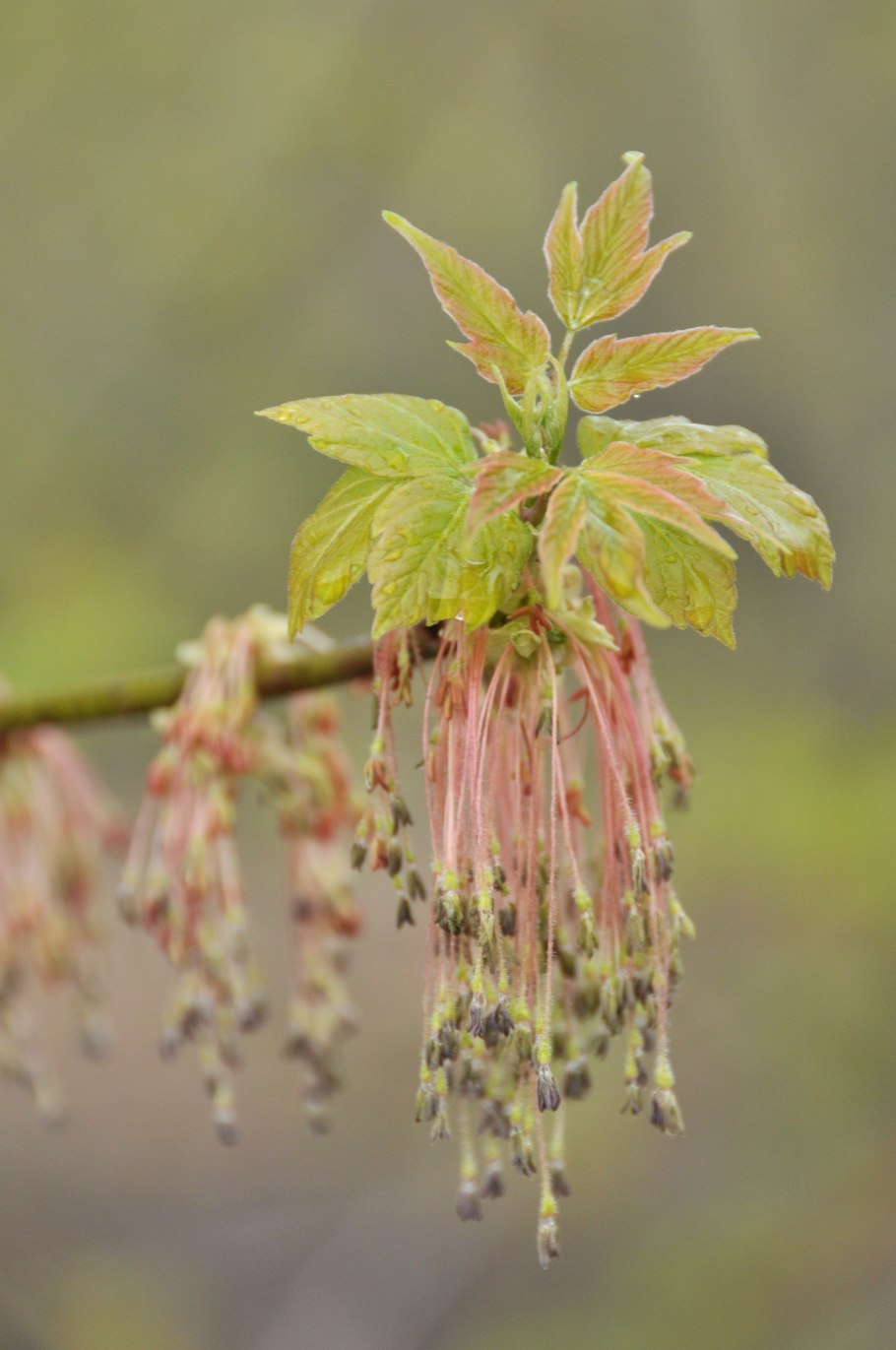 Клен ясенелистный