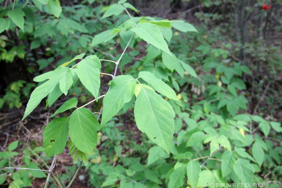 Клен ясенелистный сорняк