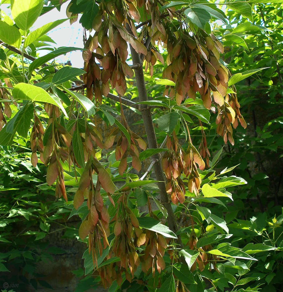 Семена клен ясенелистный