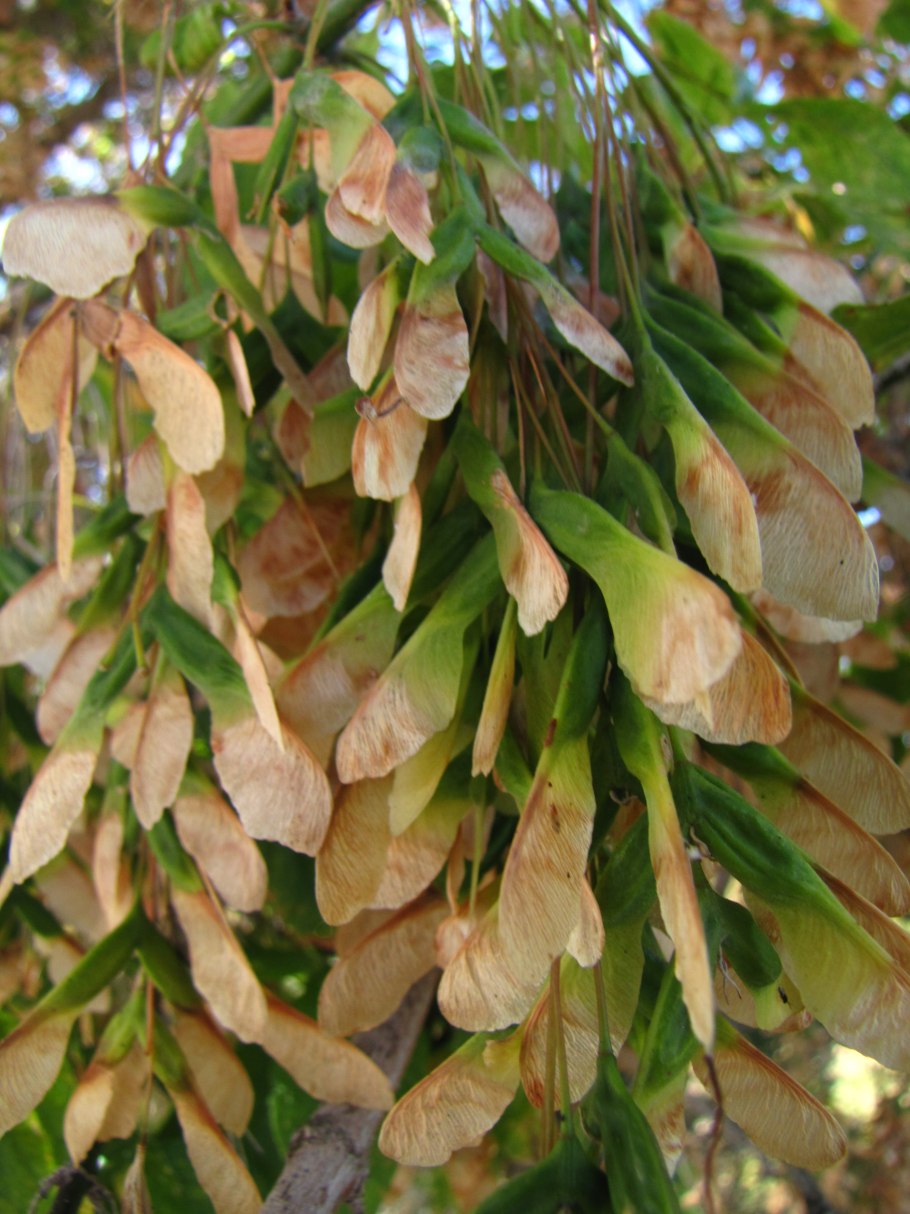 Клён ясенелистный вертолетики