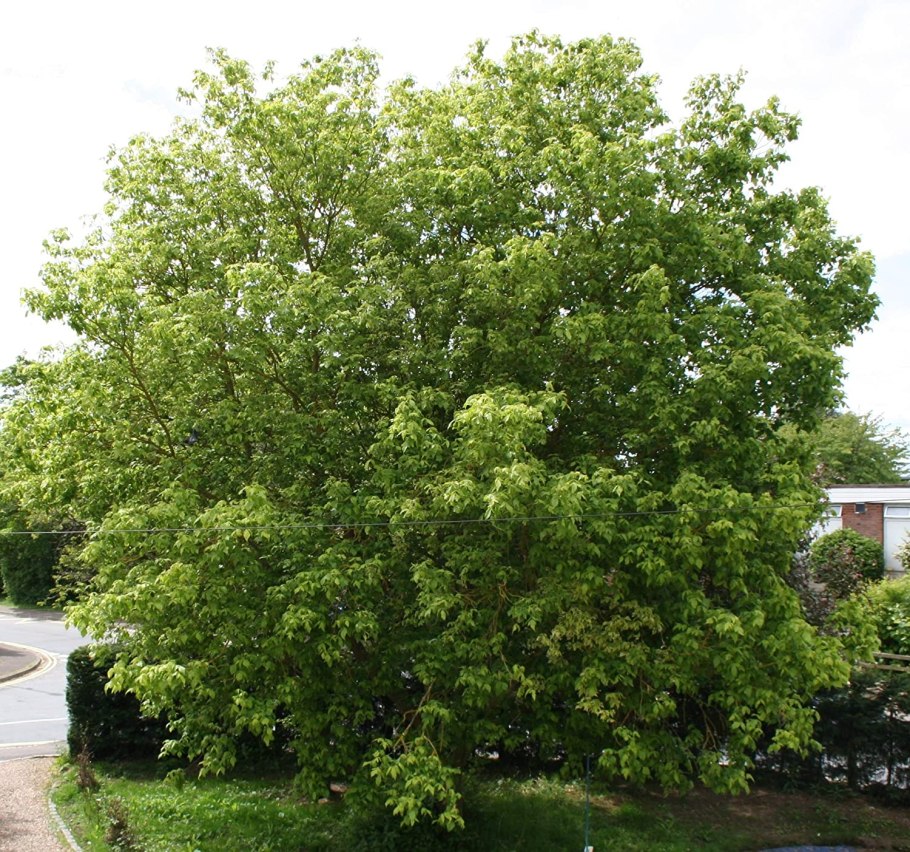 Клён американский Ácer negúndo