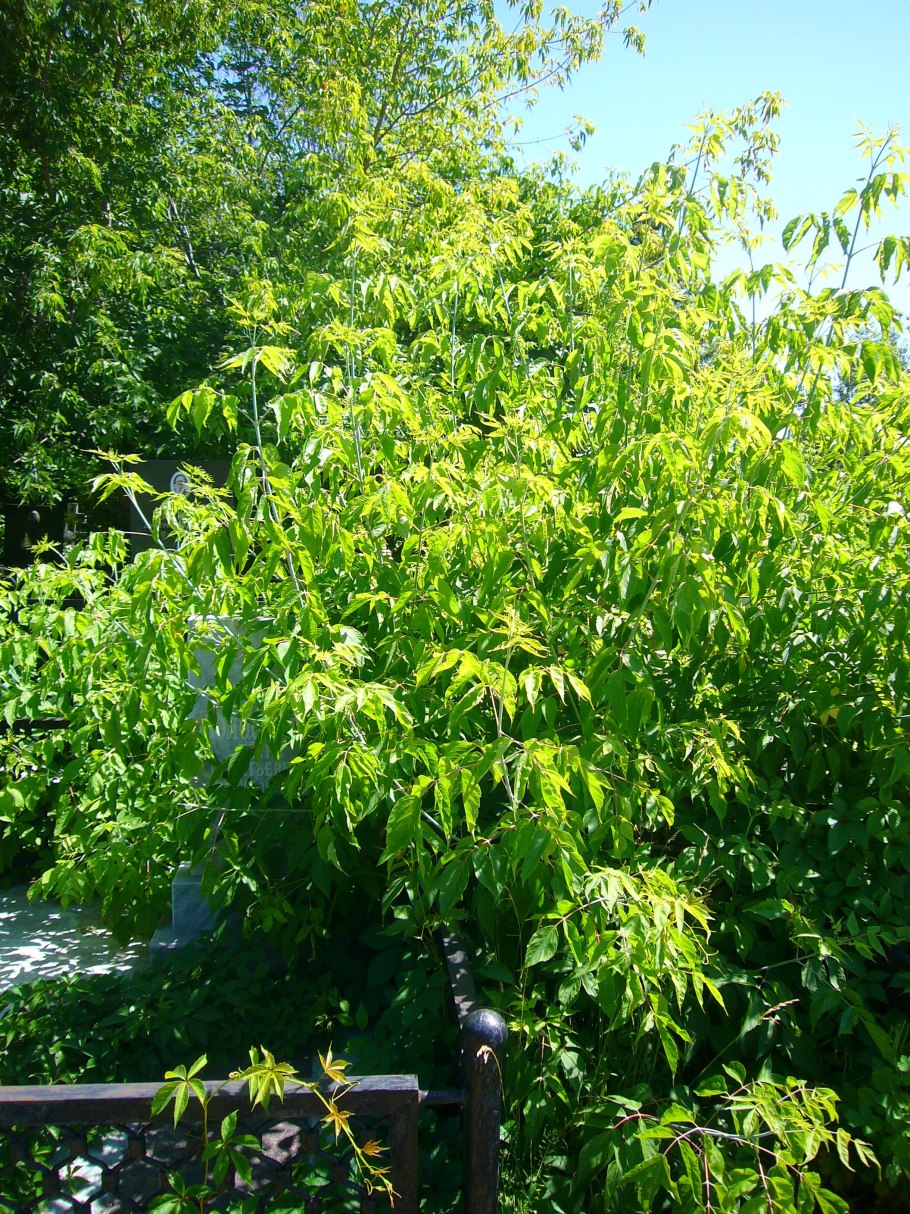 Клен ясенелистный