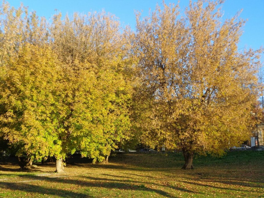 Клен ясенелистный дерево
