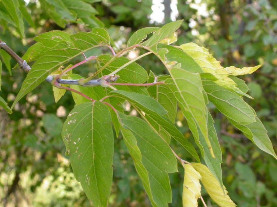 Клен американский (Acer negundo).