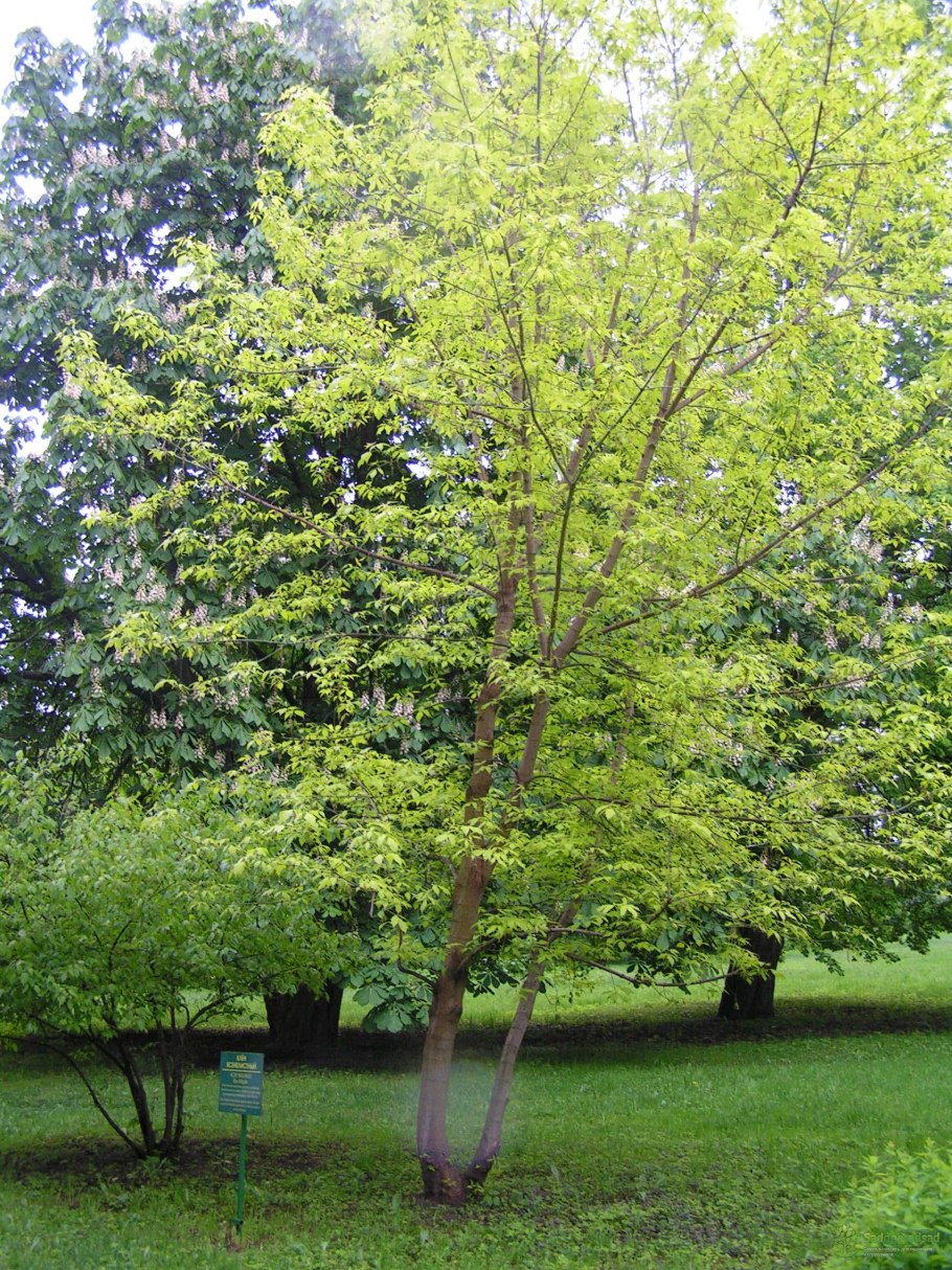 Ясень ясенелистный