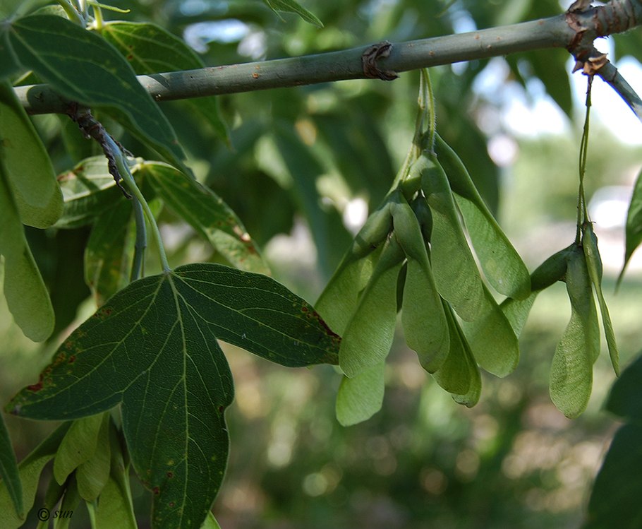 Клен ясенелистный (Ácer negúndo)