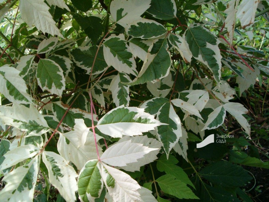 Клен ясенелистный Одессанум