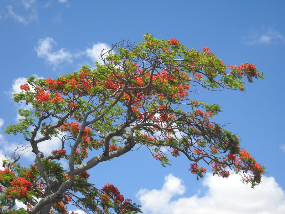 Делоникс Королевский