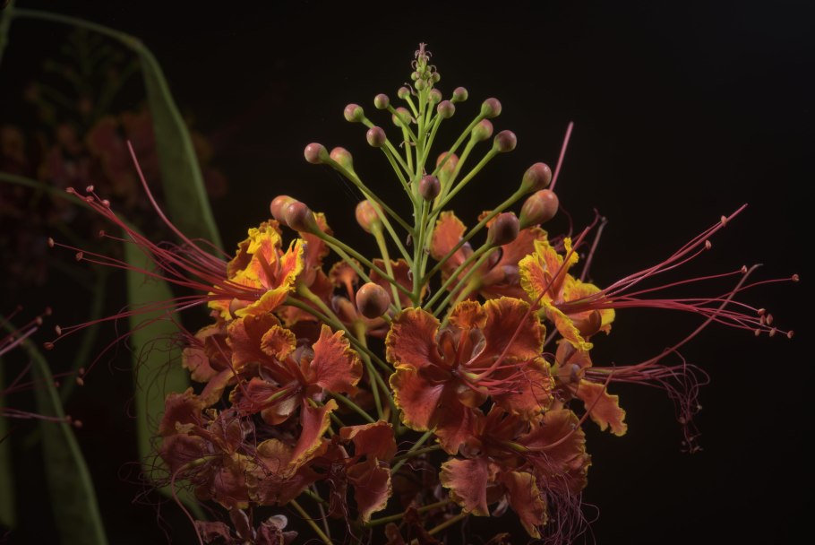 Caesalpinia pulcherrima