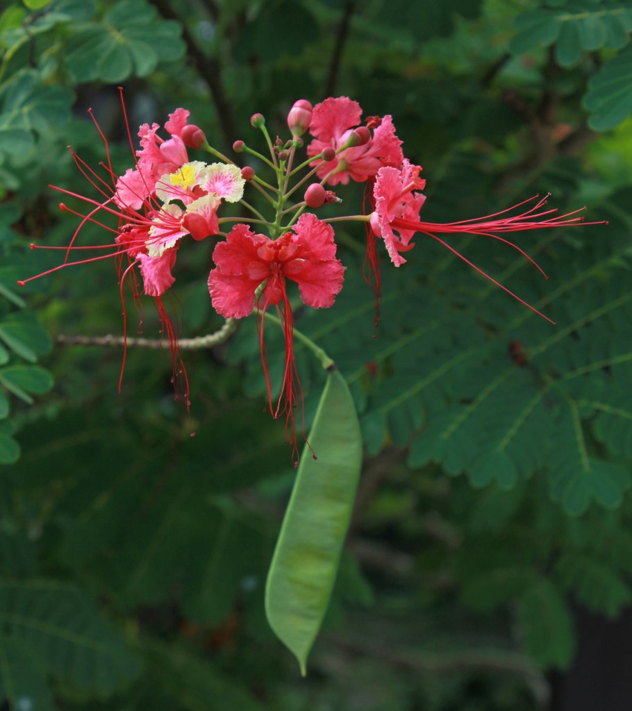 Caesalpinia pulcherrima