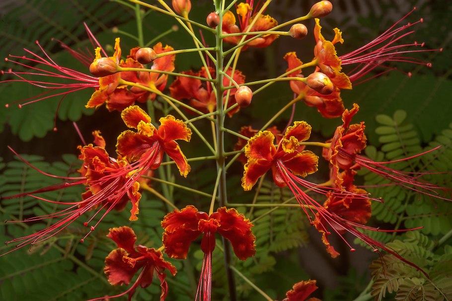 Райский дерево Цезальпиния