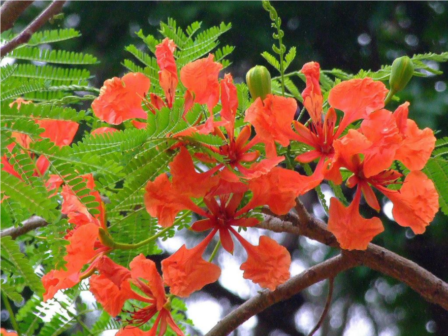 Цезальпиниевые бобовые