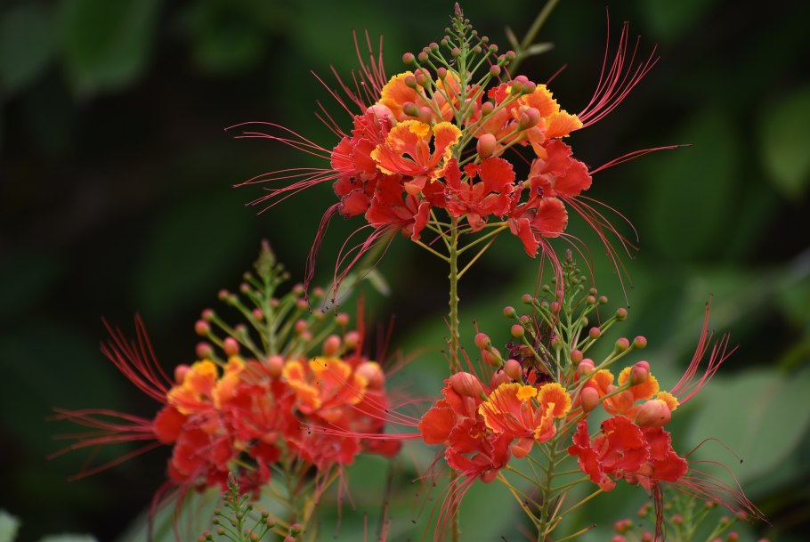 Цезальпиния японская