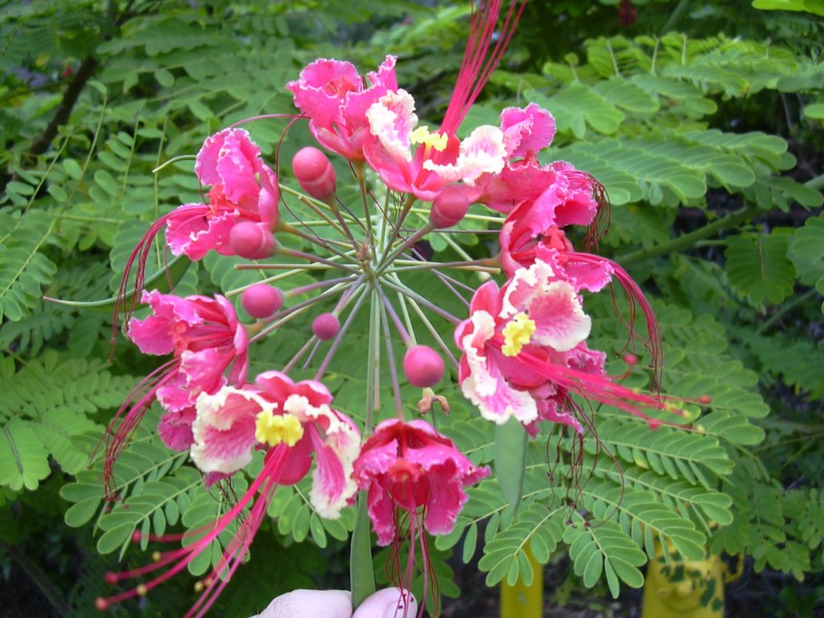 Caesalpinia pulcherrima Pink