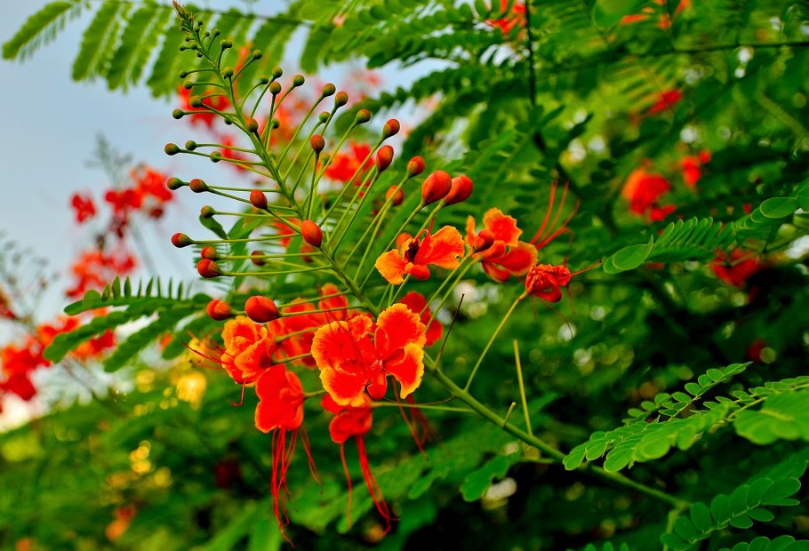 Цезальпиния дождевая