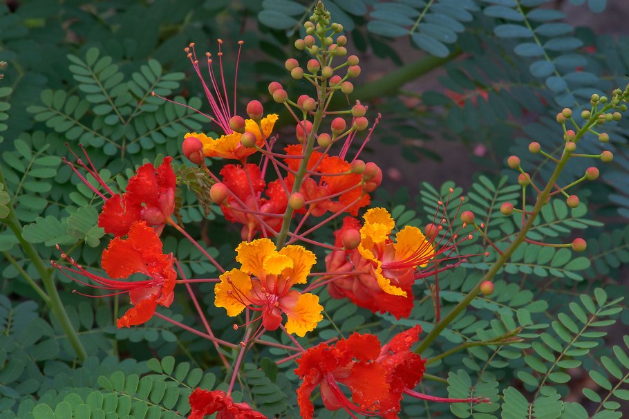 Цезальпиния Джиллиса