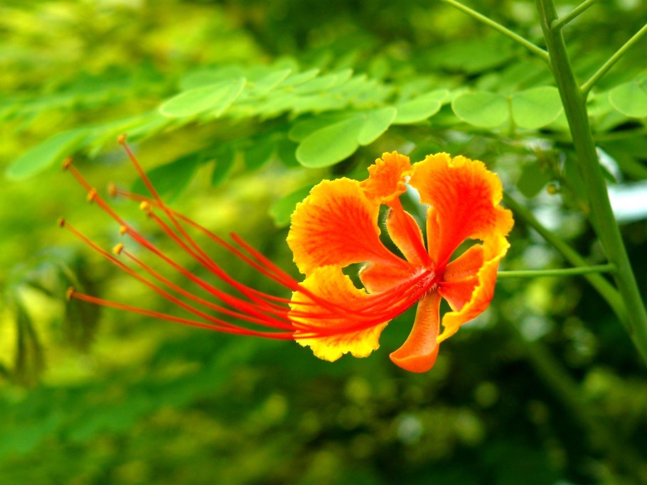 Цезальпиния прекраснейшая