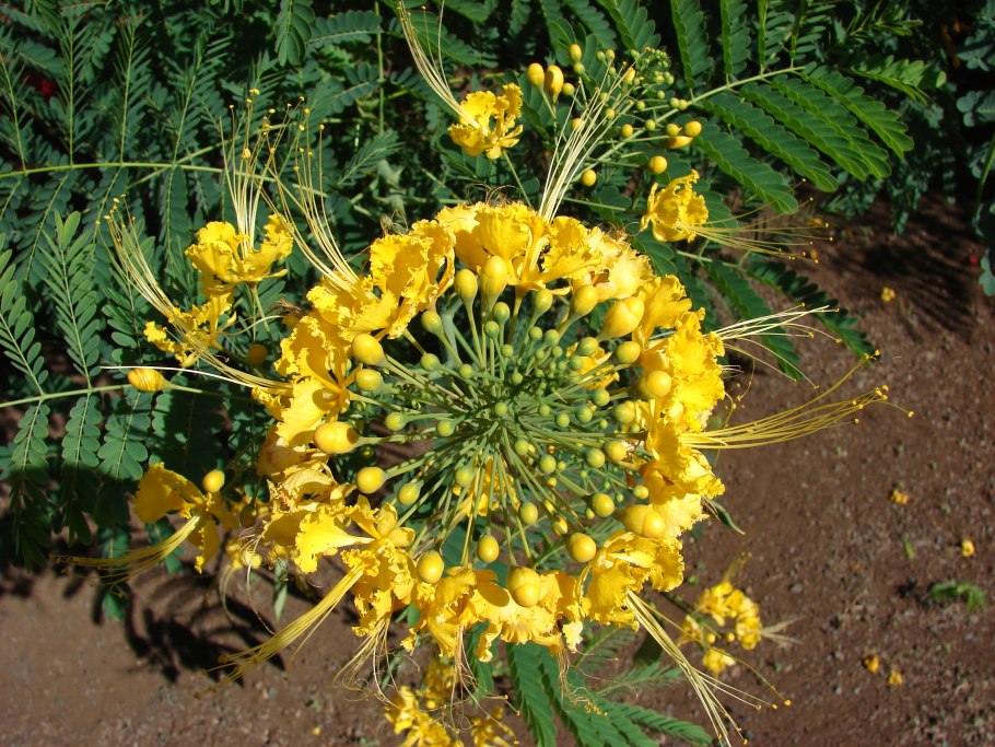 Caesalpinia pulcherrima 'Flava'