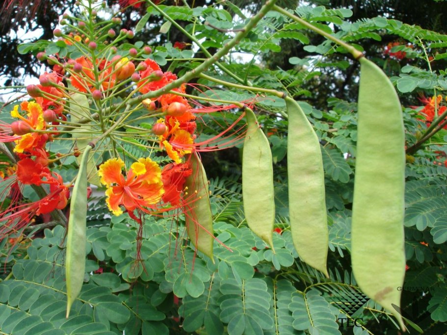 Caesalpinia pulcherrima