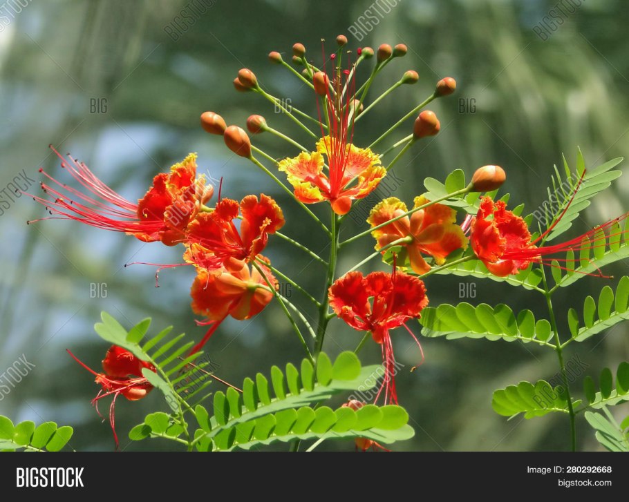 Цезальпиния саппан