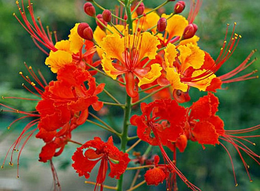 Цезальпиния цветок