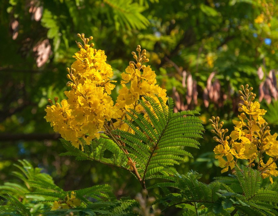 Цезальпиния куст
