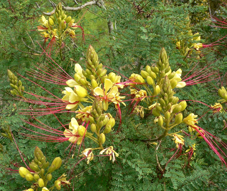 Caesalpinia gilliesii