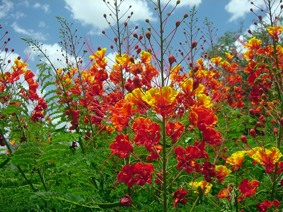 Цезальпиния прекрасная, Caesalpinia pulcherrima