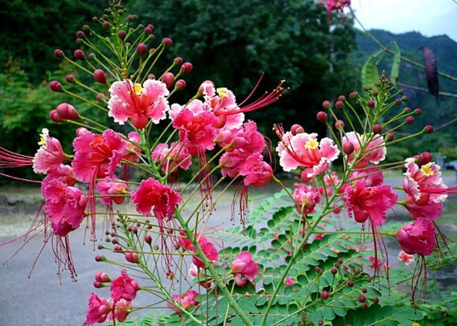 Caesalpinia pulcherrima Pink