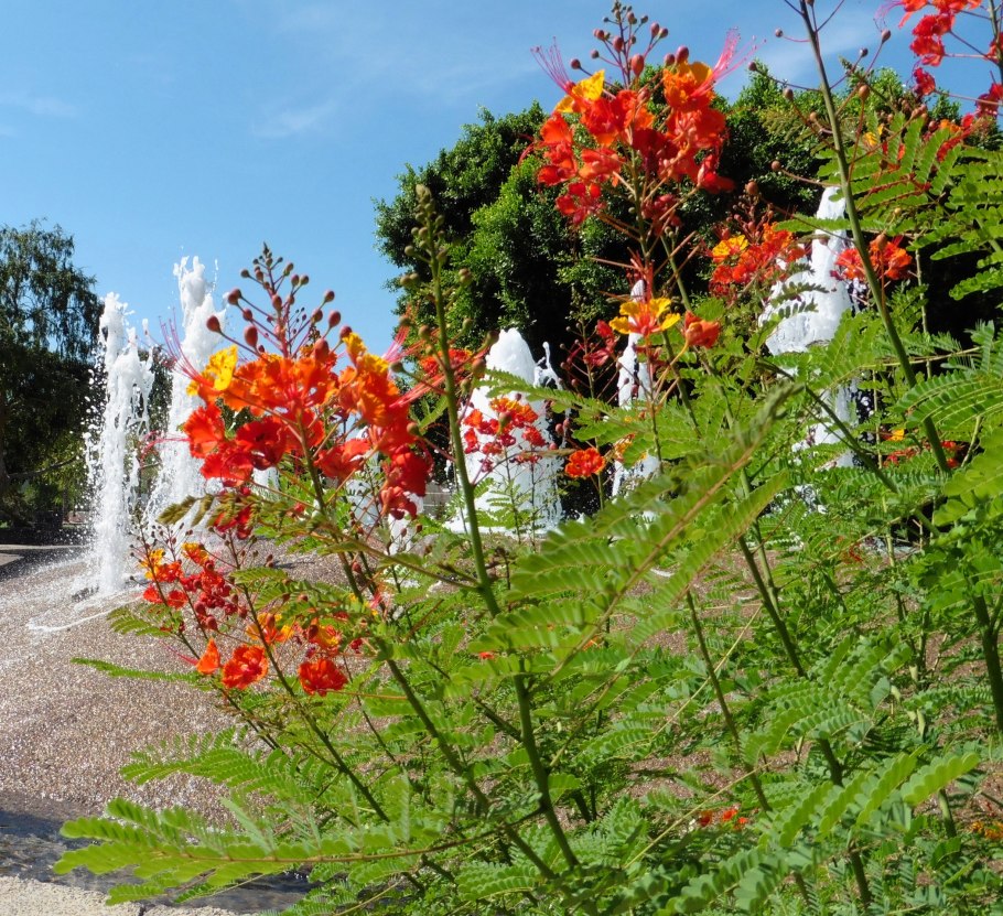 Цезальпиния Джиллиса