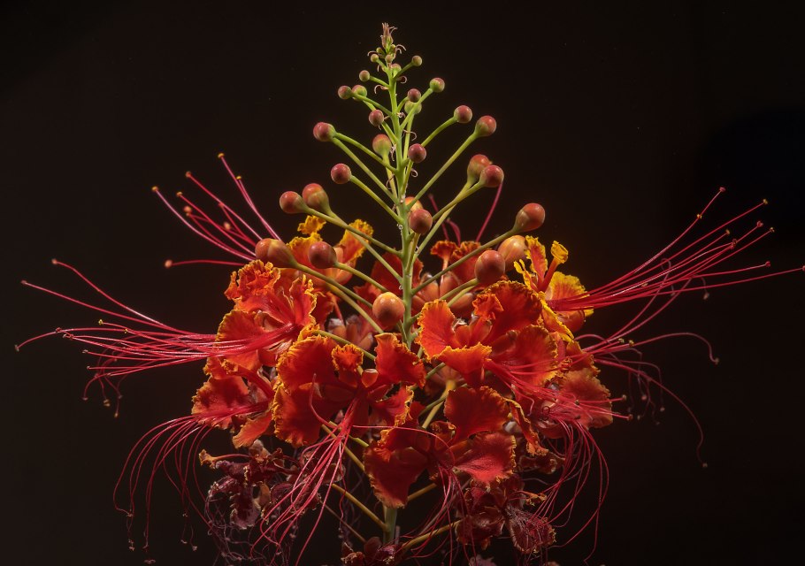 Цезальпиния дождевая