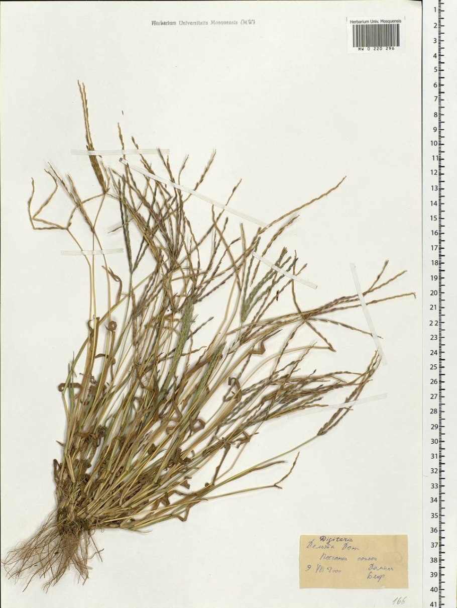 Рослина круглолистная