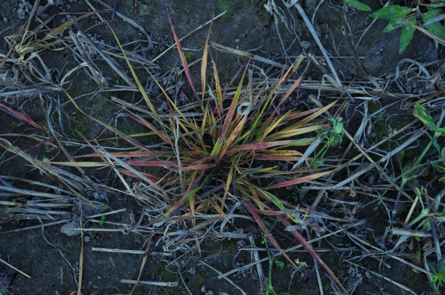 Росянка Болотная