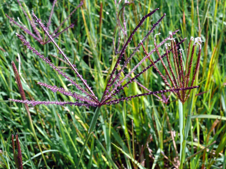 Digitaria sanguinalis