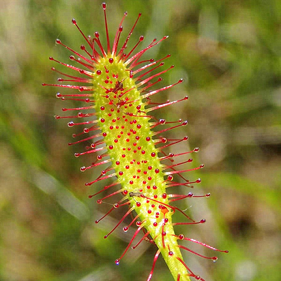 Digitaria sanguinalis