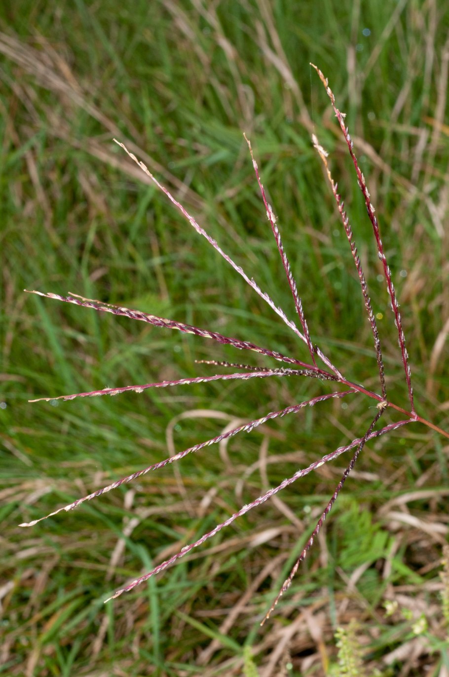 Росичка кроваво-красная