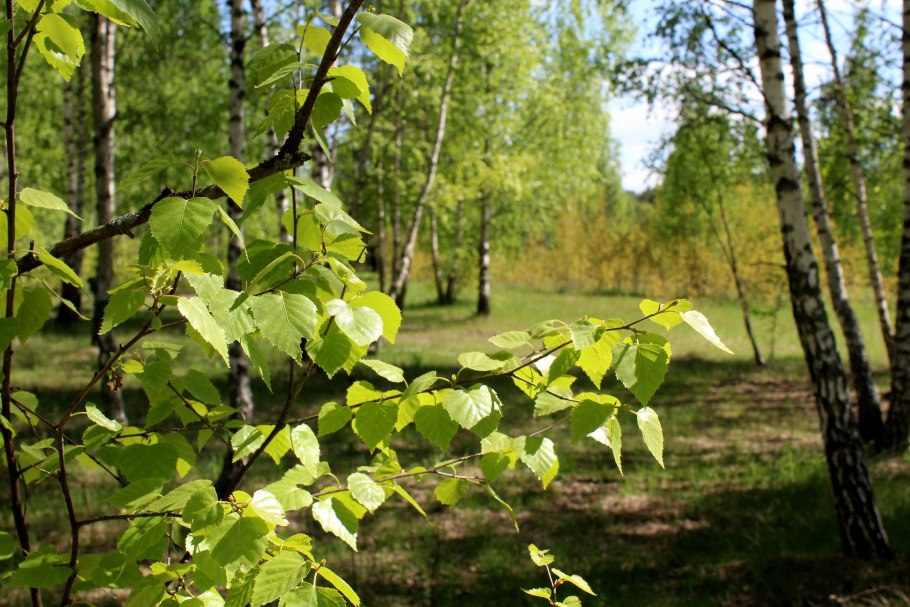 Береза повислая листья