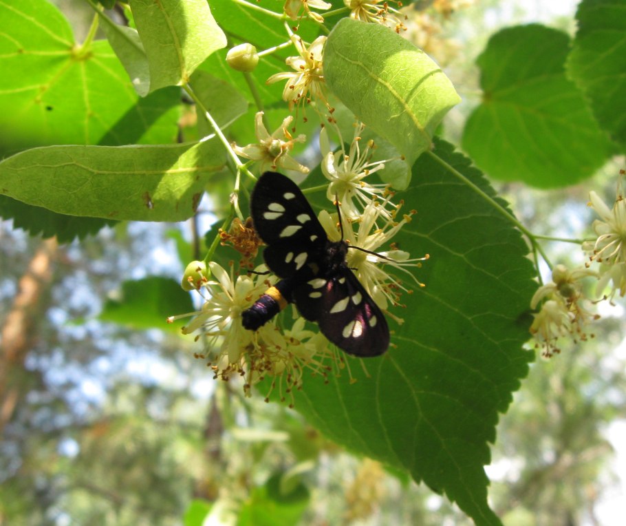 Береза повислая (бородавчатая)