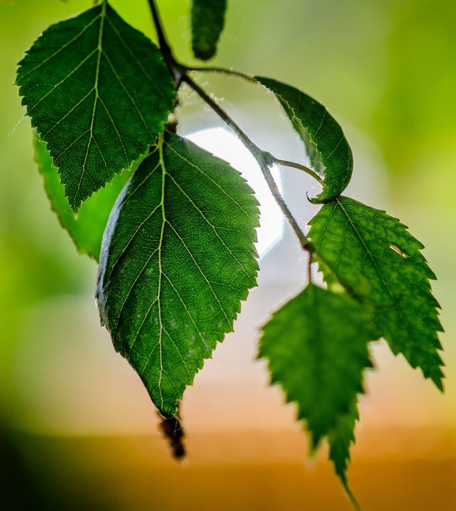 Береза с сережками