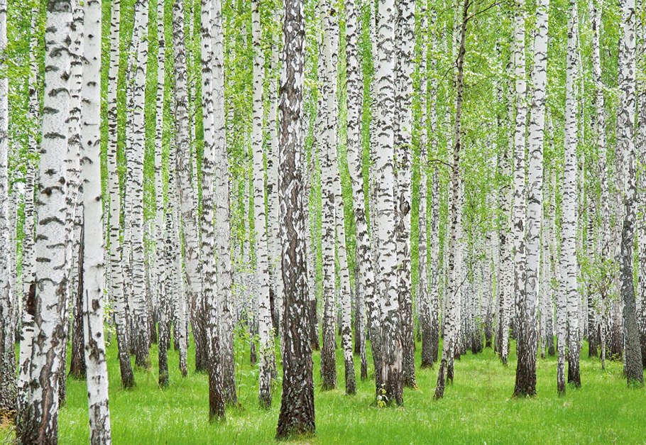 Береза аллеганская